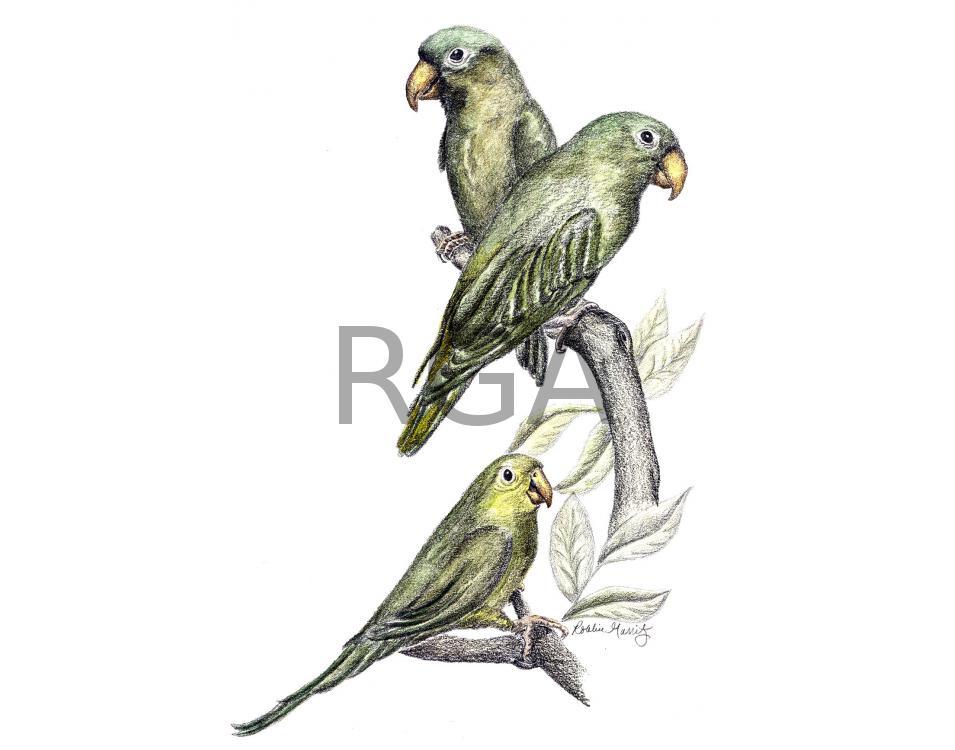 3 Parakeets
